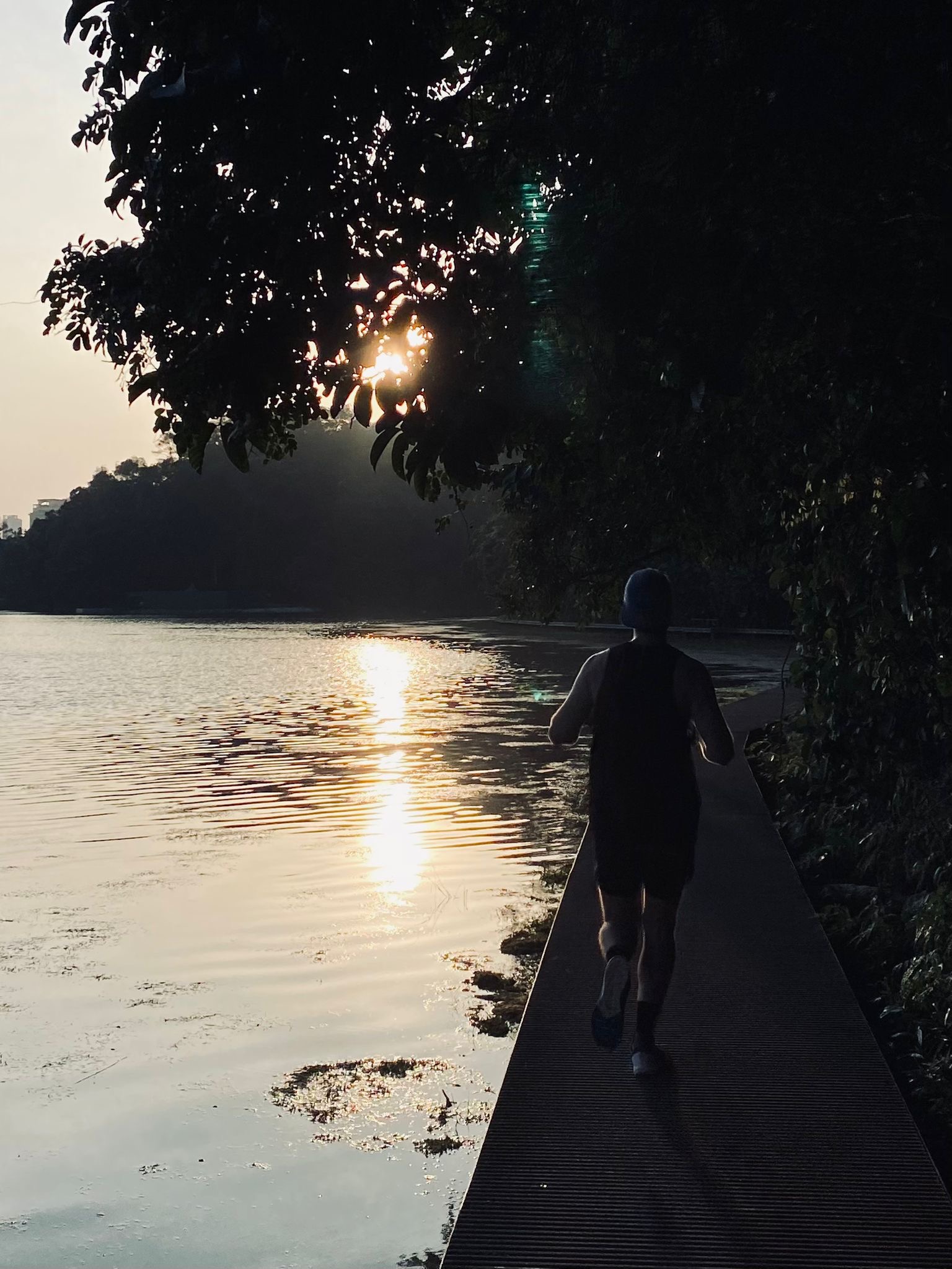 macritchie-reservoir